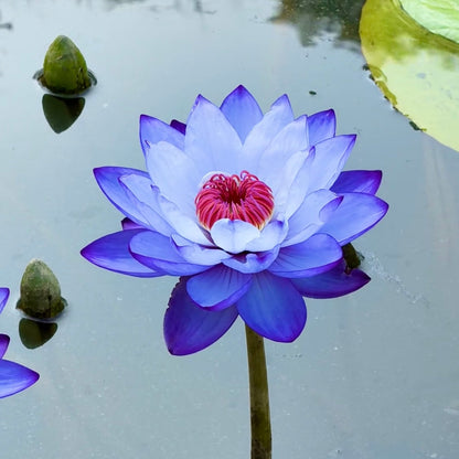 ✨🪷 Water Lilies: Transform Your Water Garden into a Living Masterpiece