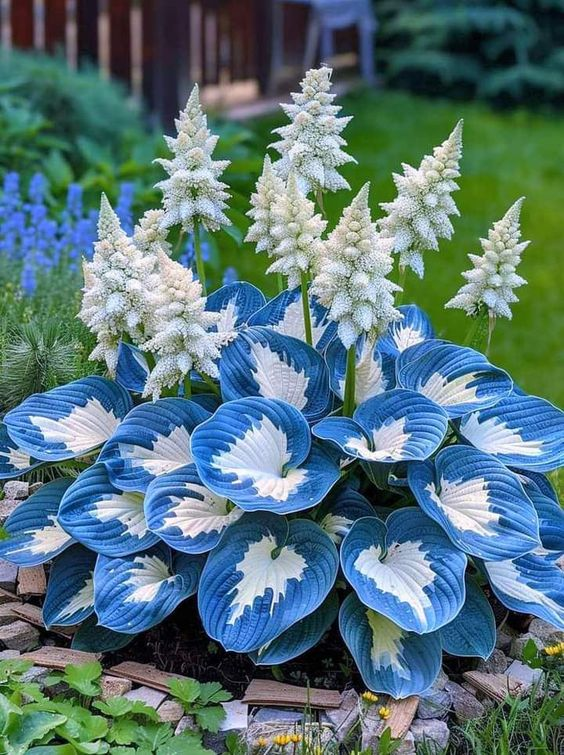 🔥Premium Hosta Seeds🌸Easy to Grow, Comes Back Every Year ✨ Perfect for Beginners