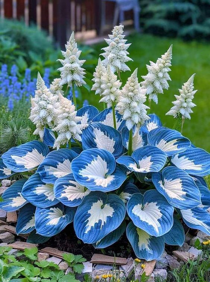 🔥Premium Hosta Seeds🌸Easy to Grow, Comes Back Every Year ✨ Perfect for Beginners