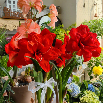 🏠💥Giant Double-Flowered Amaryllis Bulbs – Spectacular Blooms This Season!🌼