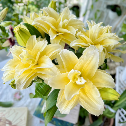 🌸Unique Lily Seeds Mix | A Collector’s Choice for Garden Lovers