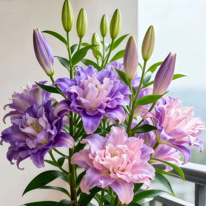 🌸 Double-Petaled Bicolor Lily Bulbs – Beautiful Blooms with Sweet Fragrance