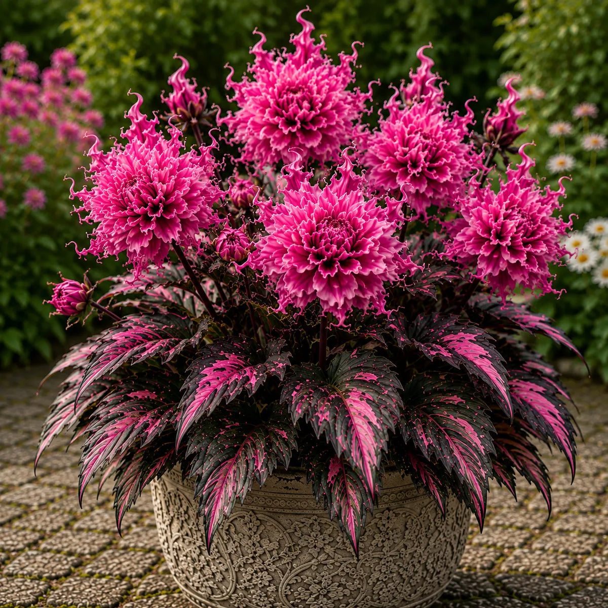 🌸 Variegated Dahlia Bulbs | Vibrant Mixed Color Flowers, Low Maintenance & Easy Planting