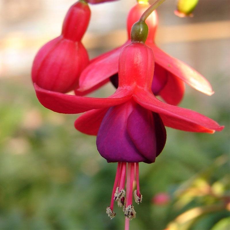 🧚🏼Fuchsia Flowers Seeds-Dancing Elf Bonsai