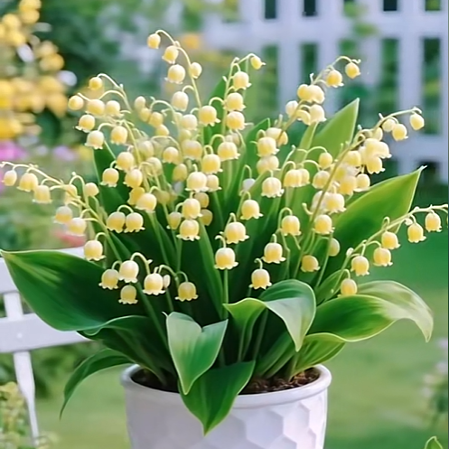 💐 Lily of the Valley – Bring Home Pure Happiness Today