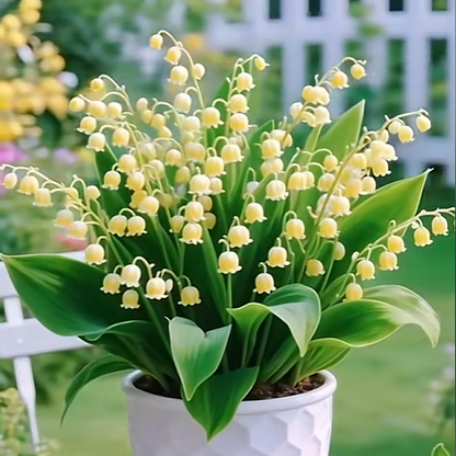 💐 Lily of the Valley – Bring Home Pure Happiness Today