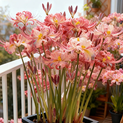 🌷·̩̩̥͙*̩̩̥͙˚̩̥̩̥Glow Like Magic — Stunning Spider Lilies Made Easy