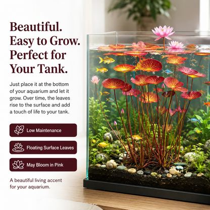 👍New Arrival👍 🐟Create a living garden in your tank with red lotus roots