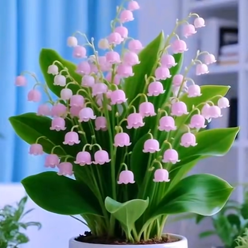 💐 Lily of the Valley – Bring Home Pure Happiness Today