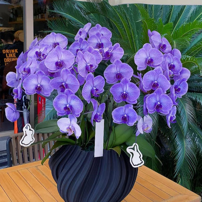 🌺Last Day 50% OFF🌸Phalaenopsis Seeds-Queen Of Orchids