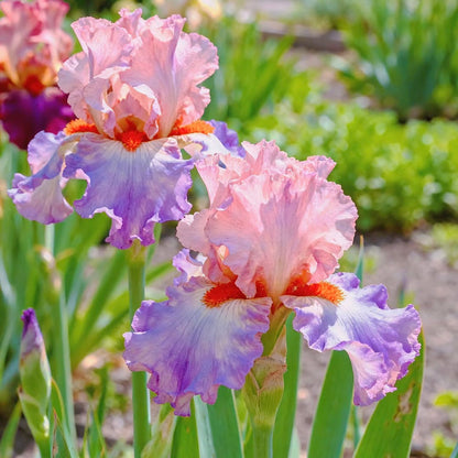 ‎⚘ ﹏Tall Bearded Iris with Bold, Elegant Blooms