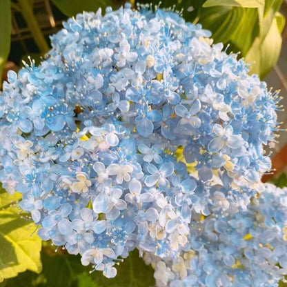 Hydrangea Seeds – Grow Full, Easy Blooms for Your Garden