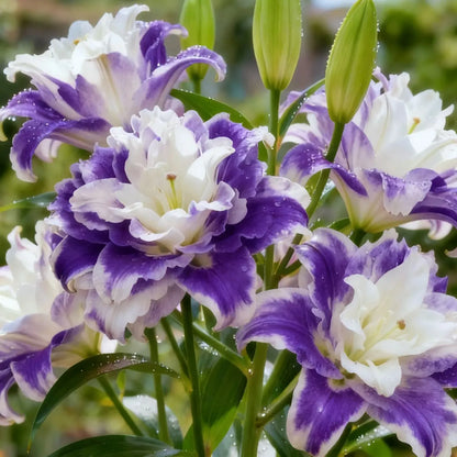 🌸 Double-Petaled Bicolor Lily Bulbs – Beautiful Blooms with Sweet Fragrance