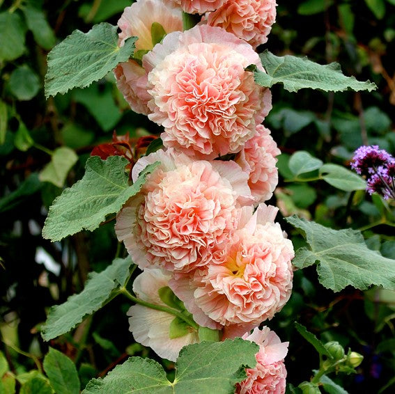 🌸 Hollyhock Seeds 🌱 Easy to Grow, Towering Blooms All Season