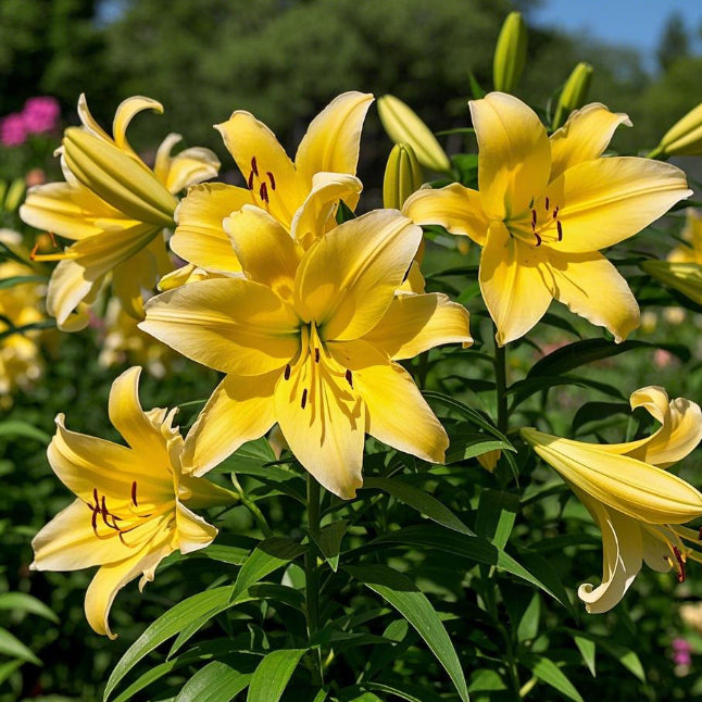 🌸 Double-Petaled Bicolor Lily Bulbs – Beautiful Blooms with Sweet Fragrance
