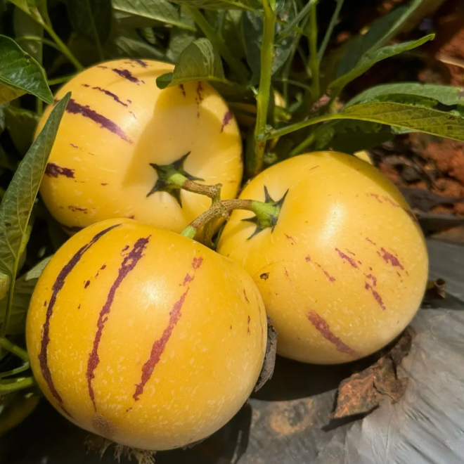 ˚ʚ🍈ɞ˚Grow Your Own Refreshing, Nutrient-Rich Pepino Melon – Sweet, Hydrating & Perfect for Summer 😋