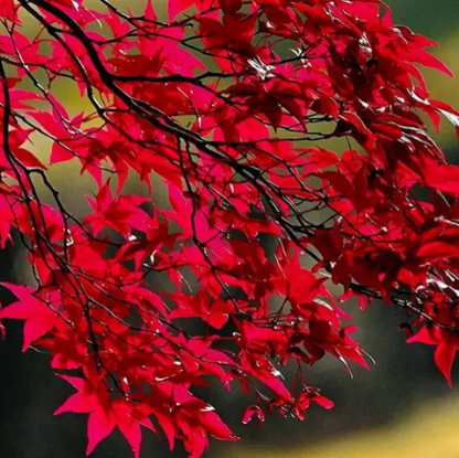 💙 Sapphire Maple Seeds 🌿 Grow Stunning Blue Foliage This Season
