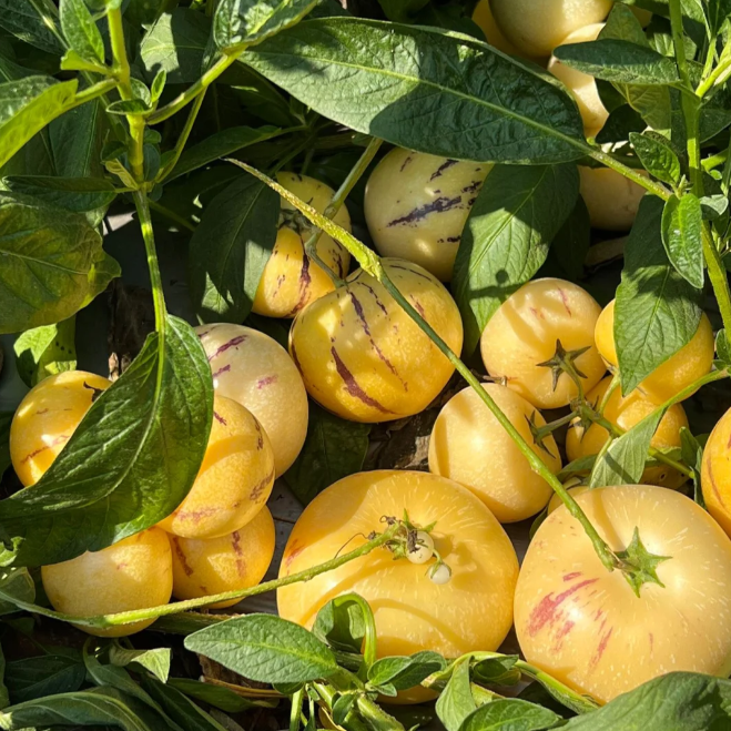 ˚ʚ🍈ɞ˚Grow Your Own Refreshing, Nutrient-Rich Pepino Melon – Sweet, Hydrating & Perfect for Summer 😋