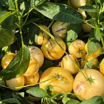 ˚ʚ🍈ɞ˚Grow Your Own Refreshing, Nutrient-Rich Pepino Melon – Sweet, Hydrating & Perfect for Summer 😋