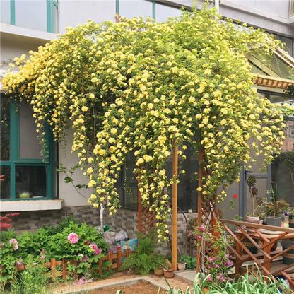 🏠💛 Yellow Banksia Rose 🌿 Create Stunning Flower Walls — Easy to Grow Anywhere 🌼