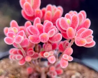 🌱🍬Sweet Citrus Succulent Seeds | Unique Candy-Like Mini Plants🌸