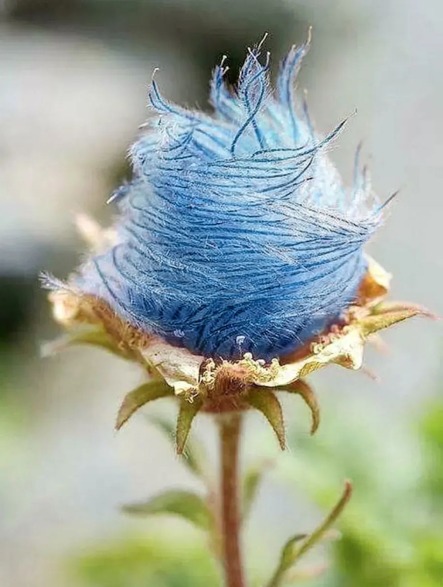 ˃̶͈🍧˂̶͈ Prairie Smoke Flower Seeds🌿Sweet Plants