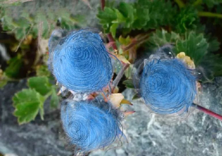 ˃̶͈🍧˂̶͈ Prairie Smoke Flower Seeds🌿Sweet Plants