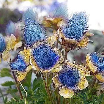 ˃̶͈🍧˂̶͈ Prairie Smoke Flower Seeds🌿Sweet Plants
