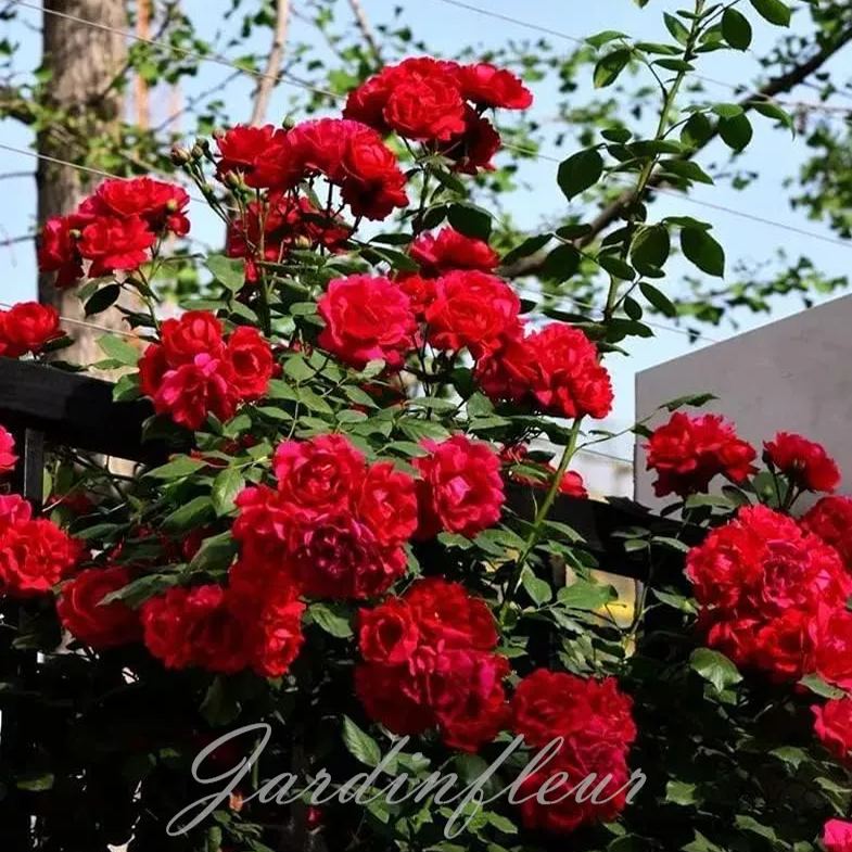 Last day 49% OFF🔥Climbing Vine Rose Flower Seeds