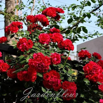 Last day 49% OFF🔥Climbing Vine Rose Flower Seeds