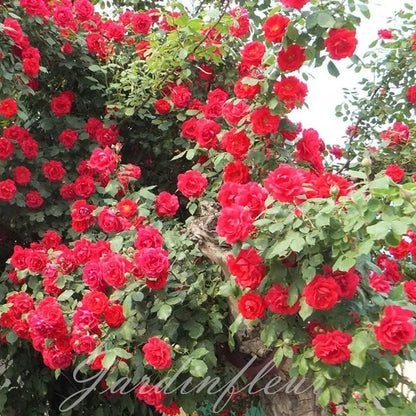 Last day 49% OFF🔥Climbing Vine Rose Flower Seeds