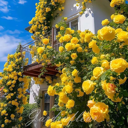 Last day 49% OFF🔥Climbing Vine Rose Flower Seeds