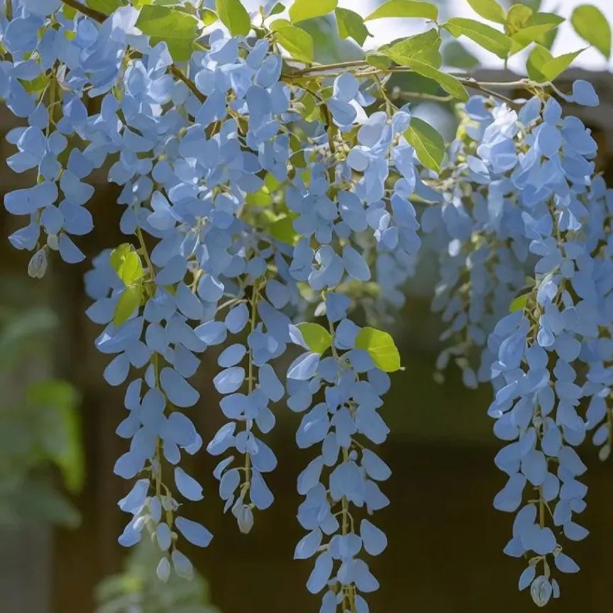 𖧧 🪻Wisteria - The Garden’s Cascading Beauty All Year Round