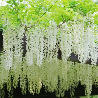 𖧧 🪻Wisteria - The Garden’s Cascading Beauty All Year Round