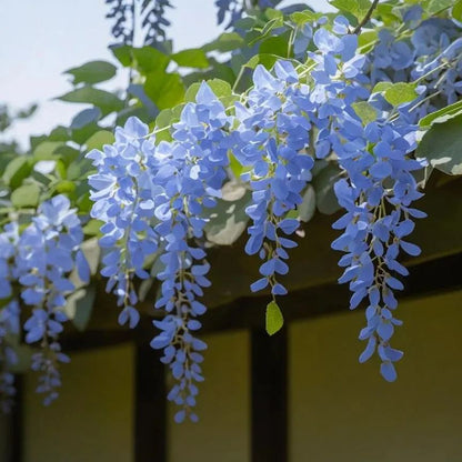 𖧧 🪻Wisteria - The Garden’s Cascading Beauty All Year Round
