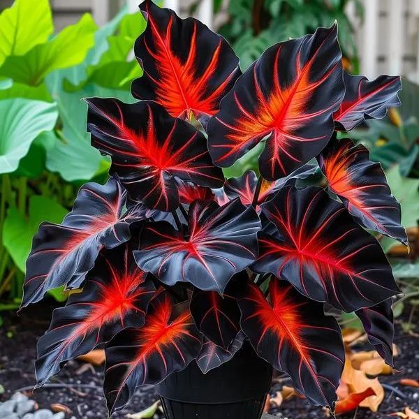 🔥 Premium Giant Caladium Bulbs 🌿🌈 Easy Care & Cold Hardy &Giant Leaves