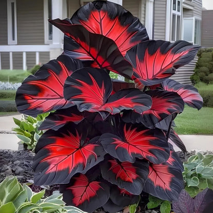 🔥 Premium Giant Caladium Bulbs 🌿🌈 Easy Care & Cold Hardy &Giant Leaves