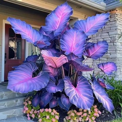 🔥 Premium Giant Caladium Bulbs 🌿🌈 Easy Care & Cold Hardy &Giant Leaves