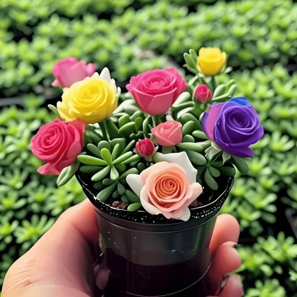 Last Day 50% OFF🔥Double Flowered Rose Orchid Bulbs Cold resistant and fragrant