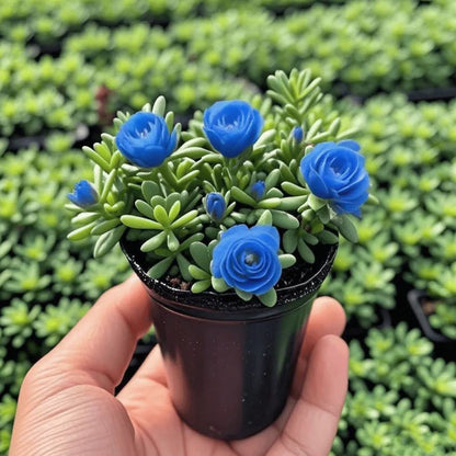 Last Day 50% OFF🔥Double Flowered Rose Orchid Bulbs Cold resistant and fragrant