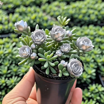 Last Day 50% OFF🔥Double Flowered Rose Orchid Bulbs Cold resistant and fragrant