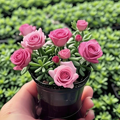 Last Day 50% OFF🔥Double Flowered Rose Orchid Bulbs Cold resistant and fragrant