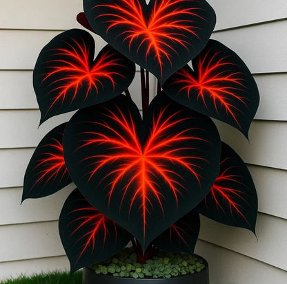 🔥 Premium Giant Caladium Bulbs 🌿🌈 Easy Care & Cold Hardy &Giant Leaves