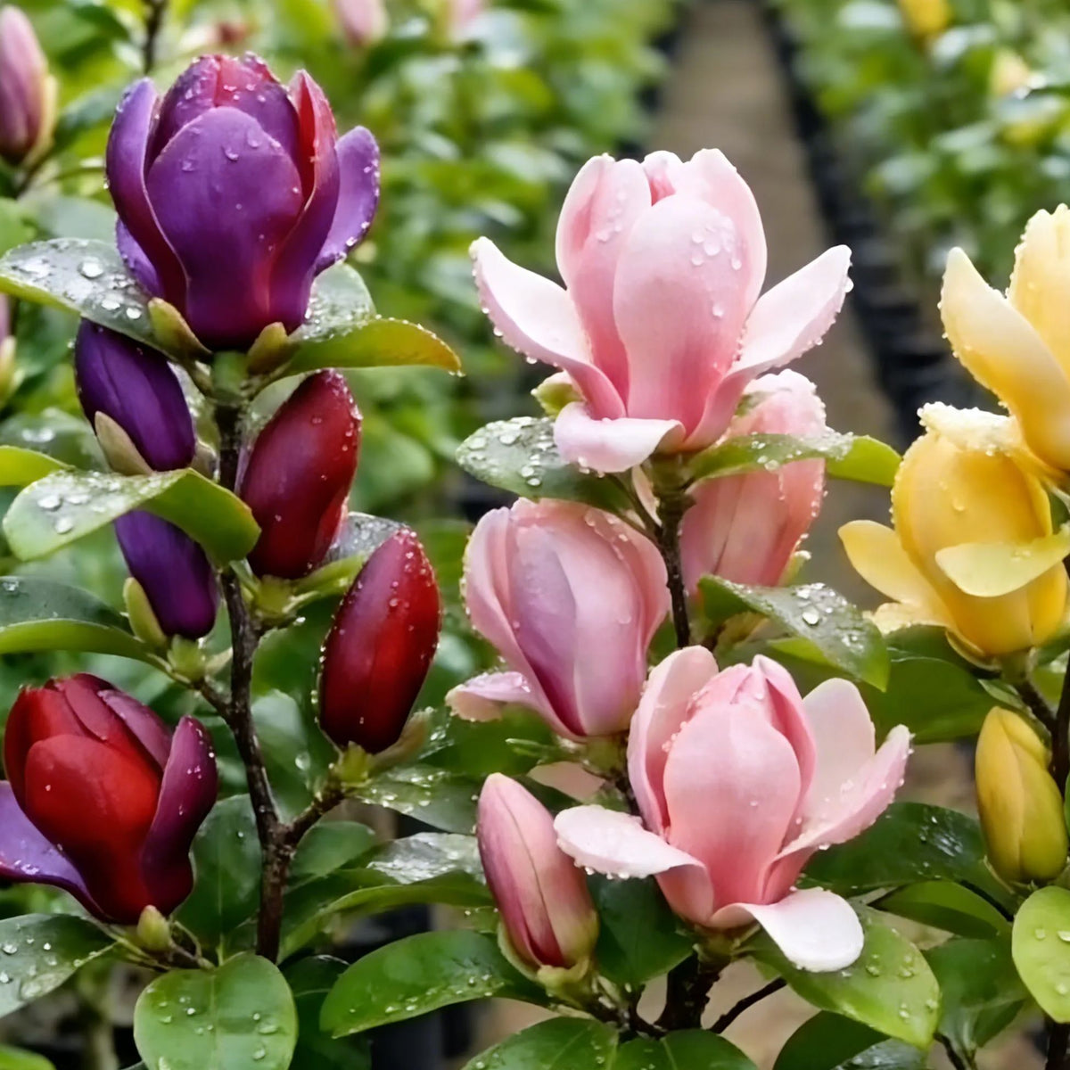 🌺Last Day 50% OFF🌸Magnolia liliiflora (Purple Orchids) Bulbs 🌸 Flowers Hide the Leaves, Fragrance Fills the Air