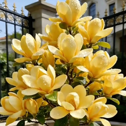🌸 Magnolia Liliiflora Bulbs 🌿 Lush Blooms That Hide the Leaves & Fill the Air with Fragrance