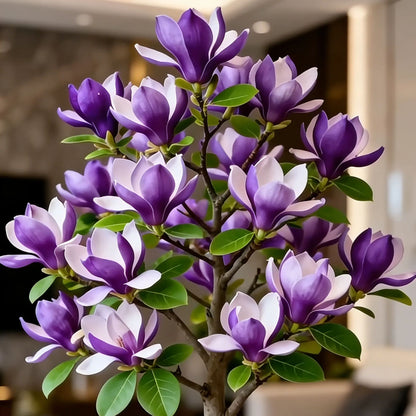🌺Last Day 50% OFF🌸Magnolia liliiflora (Purple Orchids) Bulbs 🌸 Flowers Hide the Leaves, Fragrance Fills the Air