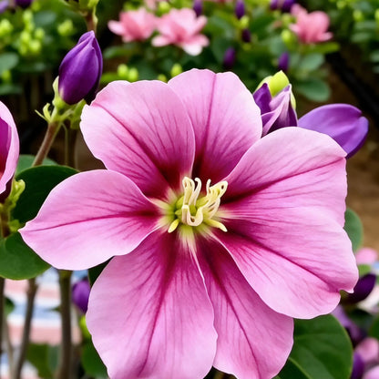 🌸 Magnolia Liliiflora Bulbs 🌿 Lush Blooms That Hide the Leaves & Fill the Air with Fragrance