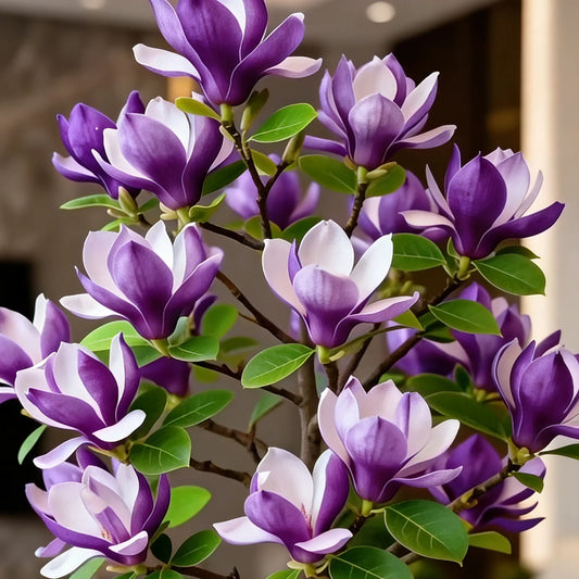 🌺Last Day 50% OFF🌸Magnolia liliiflora (Purple Orchids) Bulbs 🌸 Flowers Hide the Leaves, Fragrance Fills the Air