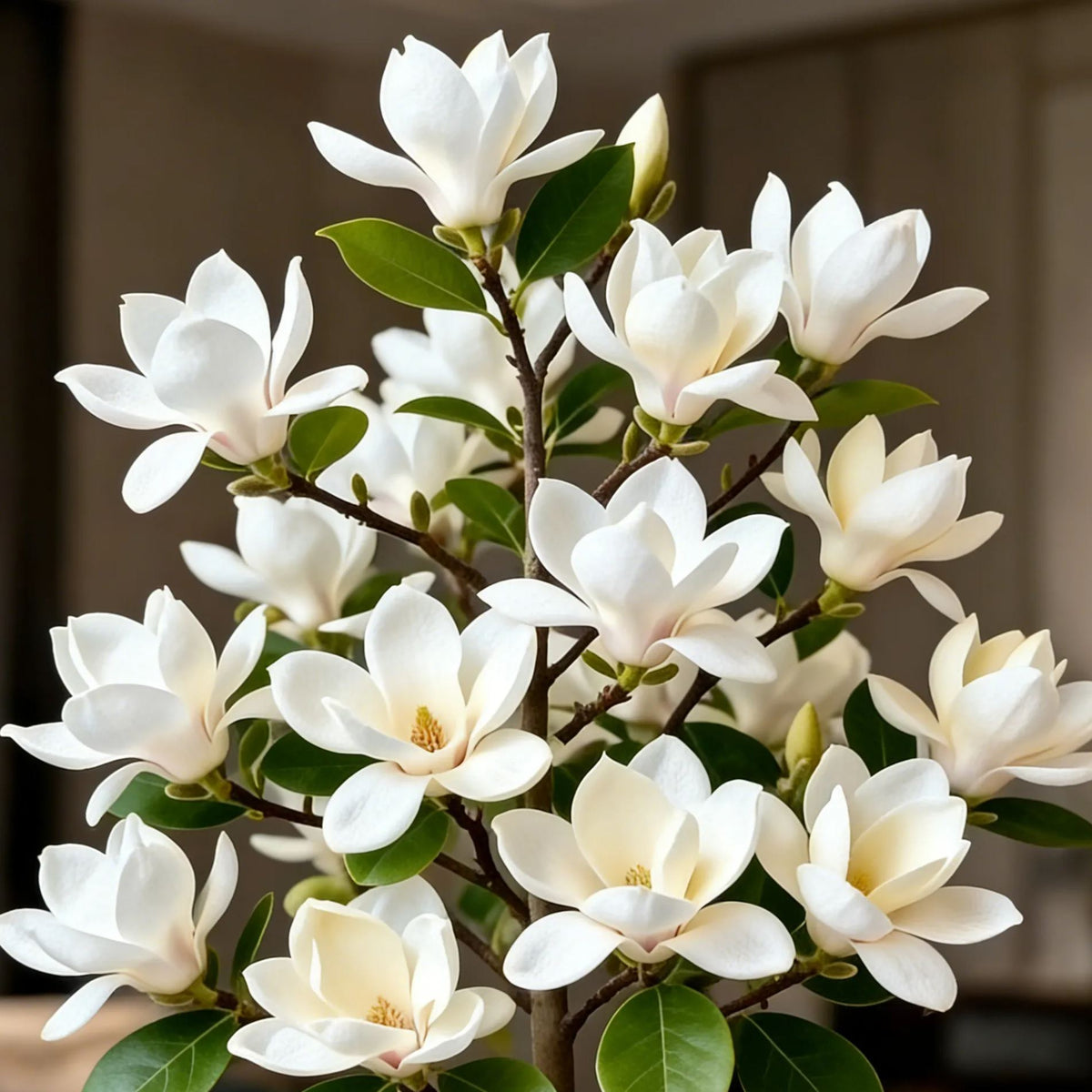 🌺Last Day 50% OFF🌸Magnolia liliiflora (Purple Orchids) Bulbs 🌸 Flowers Hide the Leaves, Fragrance Fills the Air