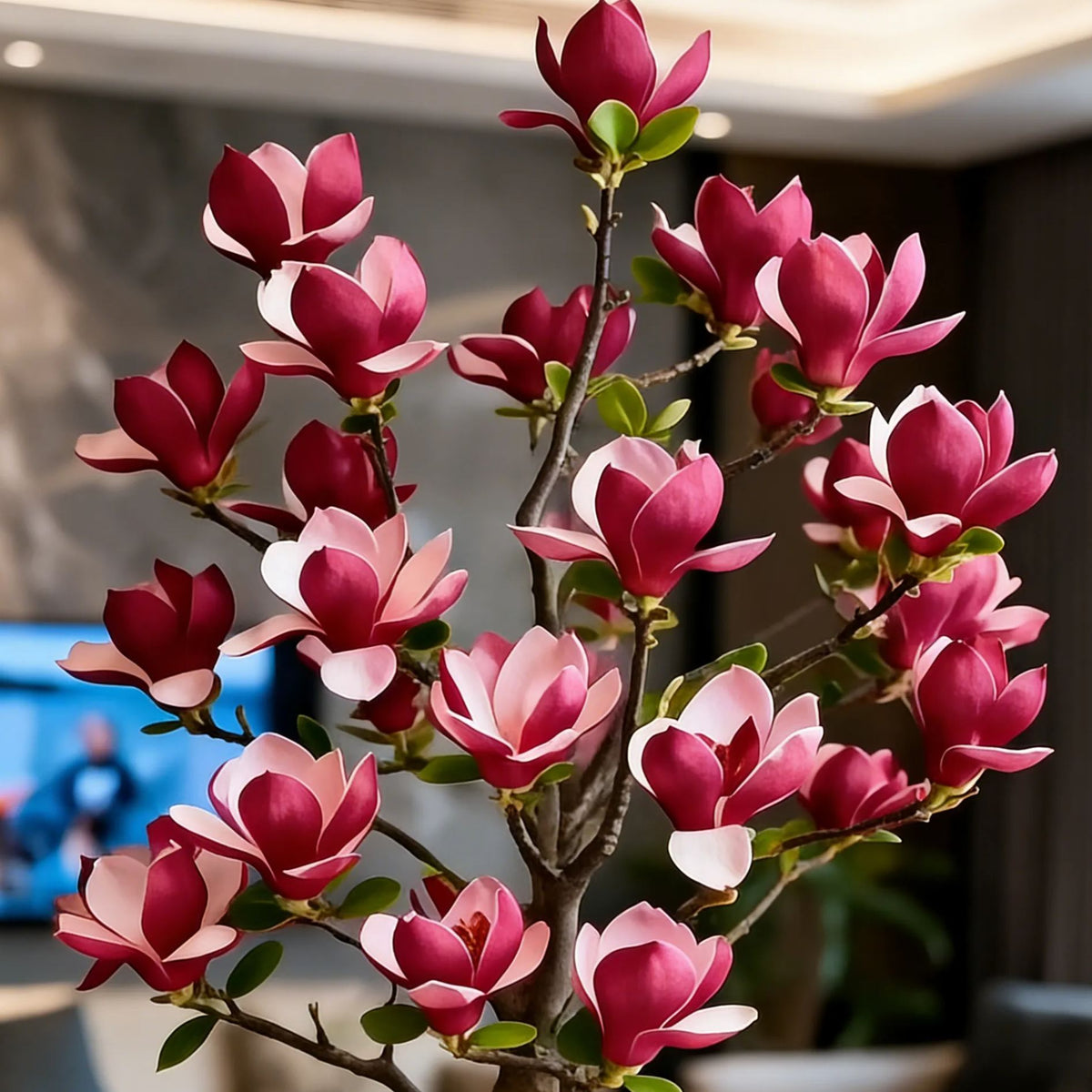 🌸 Magnolia Liliiflora Bulbs 🌿 Lush Blooms That Hide the Leaves & Fill the Air with Fragrance